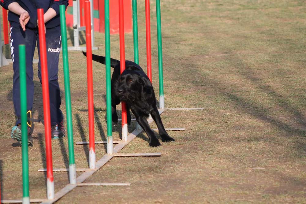 Agility dog-Savona Istruttore Cinofilo Viviana La Rocca