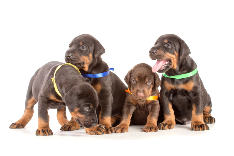 Corso educazione cuccioli Cane Savona Viviana La Rocca